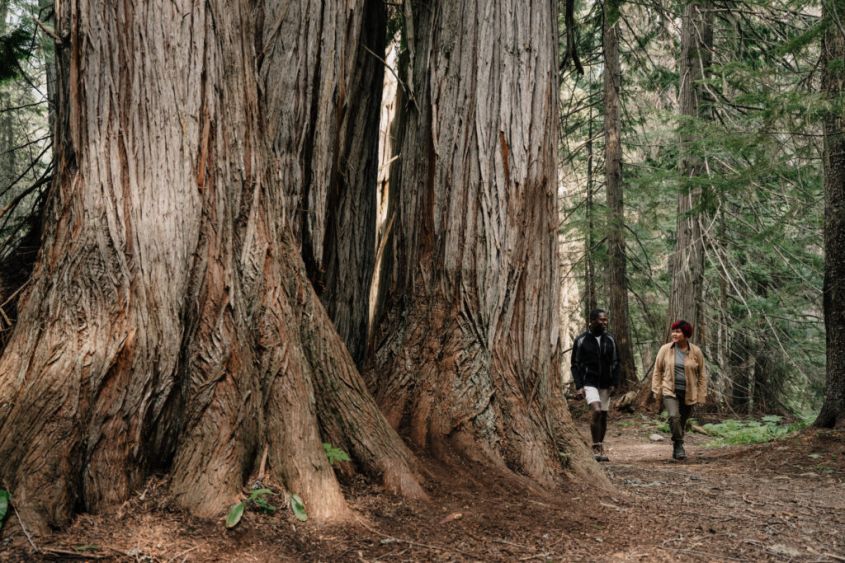 Ka Papa Cedars Trail