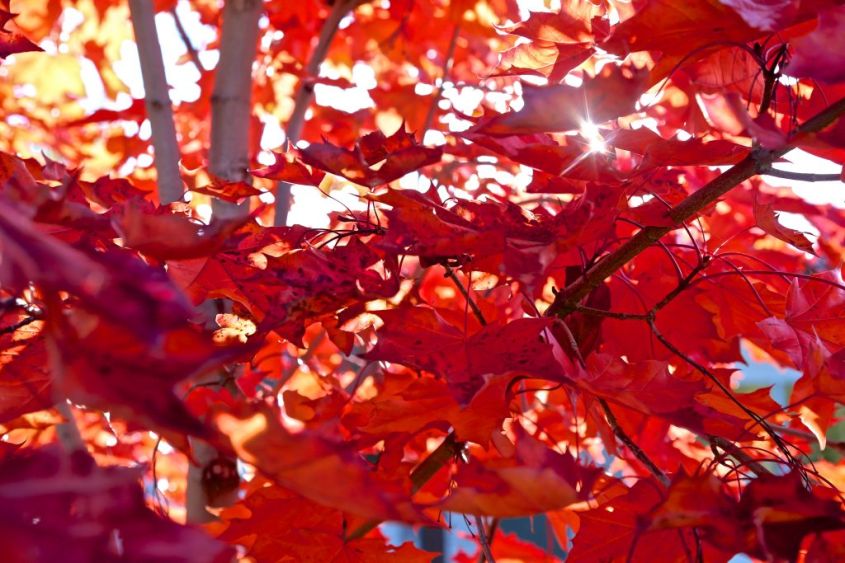 RED LEAVES