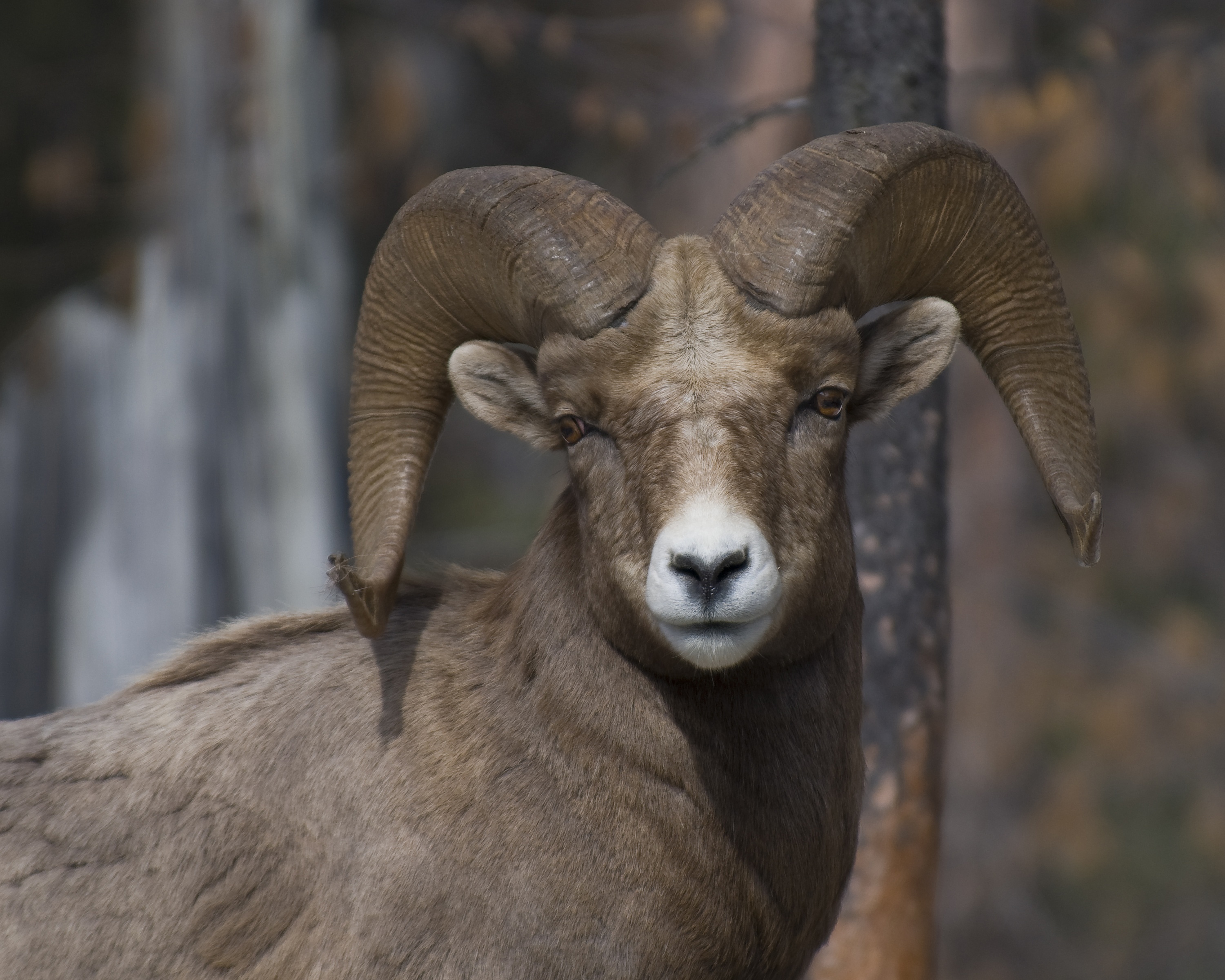 BIGHORN SHEEP - Kootenay Rockies Imagebank